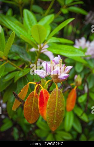 Le Roger Williams National Memorial, l'établissement original de Providence, Rhode Island, établi par le ministre Roger Williams en 1636 Banque D'Images