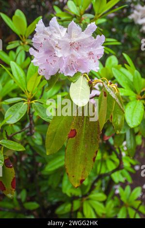 Le Roger Williams National Memorial, l'établissement original de Providence, Rhode Island, établi par le ministre Roger Williams en 1636 Banque D'Images