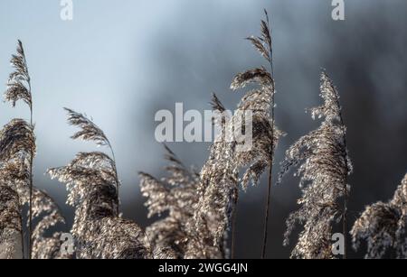 Roseaux communs, Phragmites communis, têtes de graines par un matin glacial, Somerset. Banque D'Images