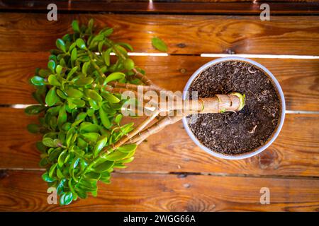 Crassula ovata arbre cassé dans un pot pour les plantes d'intérieur. Maladie de Crassula Banque D'Images