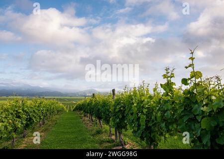 Vignobles près de Blenheim dans la région de Marlborough en Nouvelle-Zélande Banque D'Images