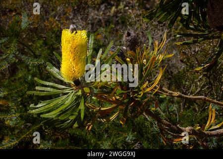 Cône de fleur jaune de Candlestick Banksia (Banksia attenuata), dans un habitat naturel, Australie occidentale Banque D'Images