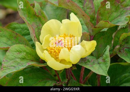 Paeonia daurica mlokosewitschii, pivoine de Mlokosewitch, Paeonia lagodechiana fleurs en forme de bol jaune citron, étamines jaune foncé Banque D'Images