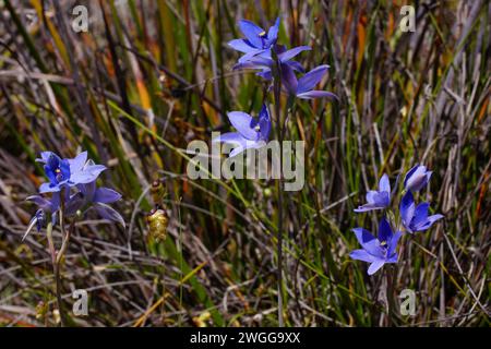 Fleurs de l'orchidée dame bleue (Thelymitra crinita), une orchidée du soleil dans l'habitat naturel, Australie occidentale Banque D'Images