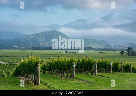 Vignobles près de Blenheim dans la région de Marlborough en Nouvelle-Zélande Banque D'Images