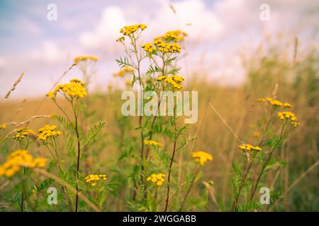 Un champ de fleurs jaunes en pleine floraison. Les fleurs sont entourées d'herbes hautes Banque D'Images