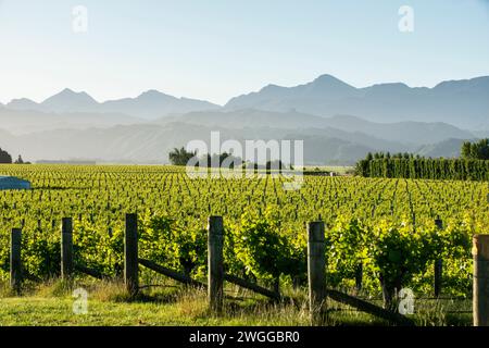 Vignobles près de Blenheim dans la région de Marlborough en Nouvelle-Zélande Banque D'Images