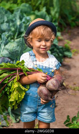 Un enfant récolte des carottes et des betteraves dans le jardin. Mise au point sélective. Nature. Banque D'Images