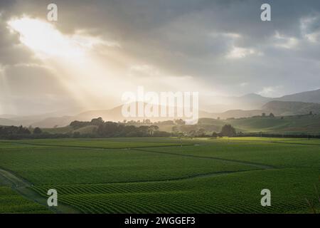 Vignobles près de Blenheim dans la région de Marlborough en Nouvelle-Zélande Banque D'Images