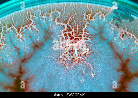 colonies de bactéries et de micro-organismes à la surface de l'agar et du vent lors d'analyses microbiologiques dans un laboratoire scientifique Banque D'Images