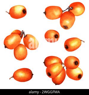 Ensemble de baies orange argousier. Illustration d'aquarelle botanique dessinée à la main. Pour les cartes clip art emballage d'étiquettes de menu Banque D'Images