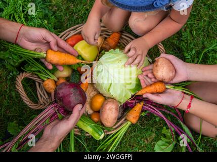 Une famille récolte des légumes dans le jardin. Mise au point sélective. Banque D'Images