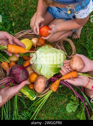 Une famille récolte des légumes dans le jardin. Mise au point sélective. Banque D'Images