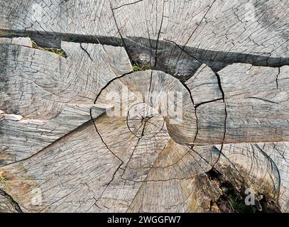 Vue de dessus d'une énorme souche fissurée d'un arbre coupé de travers Banque D'Images