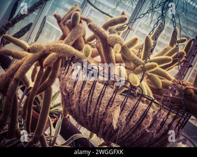 Affichage suspendu de minuscules cactus assortis et de plantes Banque D'Images