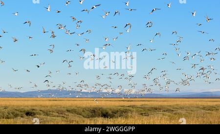 Un troupeau d'oiseaux de mer volant au-dessus des marais sur la côte de Barrow in Furness par temps clair en hiver. Banque D'Images