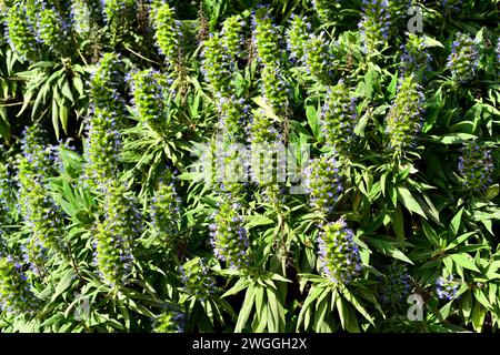 Tajinaste azul de Gran Canaria (Echium callithyrsum) est un arbuste endémique à Gran Canaria, aux îles Canaries, en Espagne. Banque D'Images