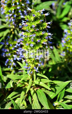 Tajinaste azul de Gran Canaria (Echium callithyrsum) est un arbuste endémique à Gran Canaria, aux îles Canaries, en Espagne. Banque D'Images