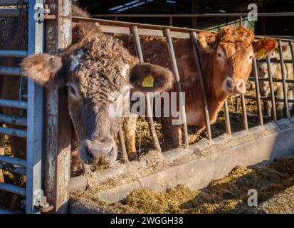 Jeunes taureaux dans une ferme Somerset abritée à l'intérieur en hiver et mangeant d'une mangeoire à foin - Somerset UK Banque D'Images
