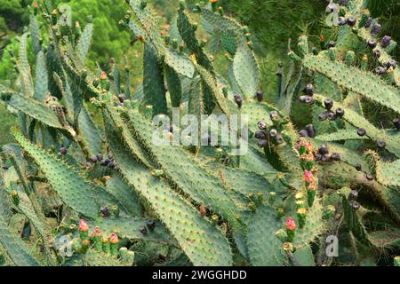La poire pirickly à la langue de la vache (Opuntia engelmannii linguiformis) est une plante épicée et succulente originaire du Texas et naturalisée dans d'autres régions tempérées. Banque D'Images