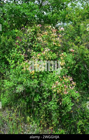 Le chèvrefeuille étrusque (Lonicera etrusca) est une plante grimpante décidue originaire d'Europe. Cette photo a été prise dans la province de Burgos, Castilla-Leon, Espagne. Banque D'Images