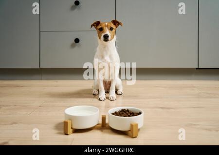 Chien assis près de bols avec de la nourriture sèche et de l'eau sur le sol dans la cuisine, chien affamé, alimentation animale et soins pour animaux de compagnie Banque D'Images