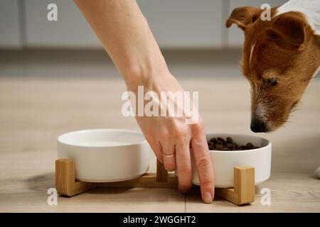 Femme mettant bol de nourriture avec de la nourriture pour son chien sur le sol dans la cuisine, chien affamé, alimentation animale et soins pour animaux de compagnie Banque D'Images