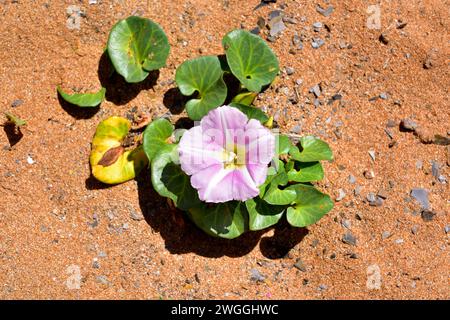 La gloire du matin de la plage ou lièvre (Calystegia soldanella ou Convolvulus soldanella) est une vigne vivace originaire des habitats de sable de plage dans les zones tempérées Banque D'Images