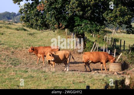 Bovins Limousin (mères et jeunes) en Corrèze dans la campagne Limousin. Cette race de vache Limousin est internationalement connue pour le très bon q Banque D'Images