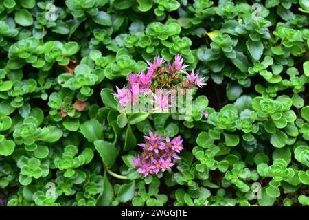 La stonécrope caucasienne (Pheddimus spius) est une plante succulente originaire de l'Asie occidentale et de la Russie. Plante à fleurs. Banque D'Images