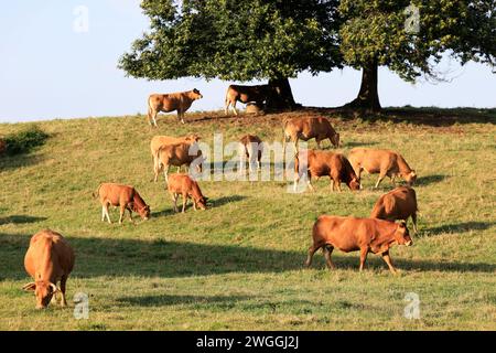 Bovins Limousin (mères et jeunes) en Corrèze dans la campagne Limousin. Cette race de vache Limousin est internationalement connue pour le très bon q Banque D'Images
