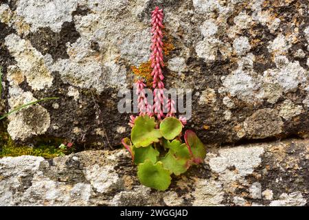 L'ombilicus rupestris (ombilicus rupestris) est une plante succulente vivace originaire du sud de l'Europe, du Royaume-Uni, du nord-ouest de l'Afrique et de l'ouest de l'Asie. Ce p Banque D'Images