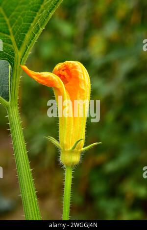 La citrouille verrucosa (Cucurbita pepo verrucosa) est une plante annuelle cultivée. Détail fleur. Banque D'Images