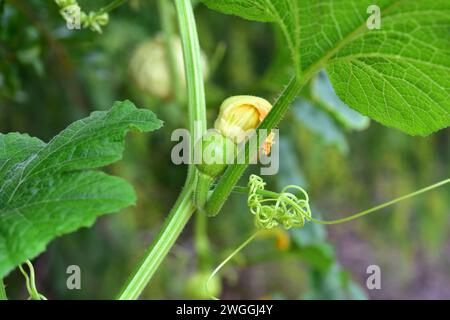 La citrouille verrucosa (Cucurbita pepo verrucosa) est une plante annuelle cultivée. Fleurs, fruits et tendril. Banque D'Images