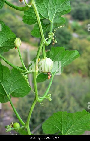 La citrouille verrucosa (Cucurbita pepo verrucosa) est une plante annuelle cultivée. Détail fruits. Banque D'Images