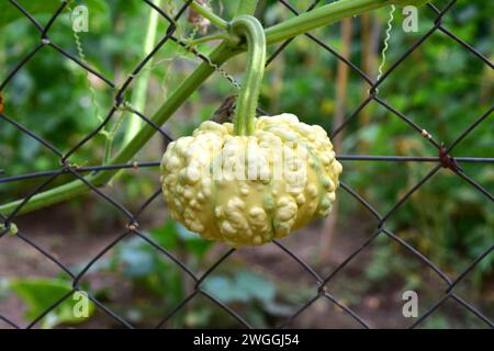 La citrouille verrucosa (Cucurbita pepo verrucosa) est une plante annuelle cultivée. Détail fruits. Banque D'Images