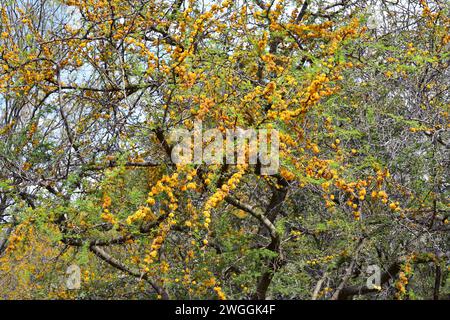 Aromo, churqui ou espinillo (Acacia caven ou Vachellia caven) est un arbre à feuilles caduques épineuses originaire du sud de l'Amérique du Sud. Plante à fleurs. Banque D'Images