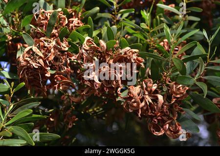 le blackwood australien, le blackwood de Tasmanie ou l'acacia du blackwood (Acacia melanoxylon ou Mimosa melanoxylon) est un bois de qualité originaire de l'est de l'Aust Banque D'Images