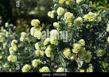 Barba de Jupiter (Anthyllis barba-jovis) est un arbuste originaire du centre de la Méditerranée. Plante à fleurs. Banque D'Images