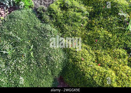 Vesce de lait ou gatovelle des Baléares (Astragalus balearicus) à gauche et socarrell gros (Anthyllis hystrix) à droite, deux espèces endémiques de l'île des Baléares Banque D'Images