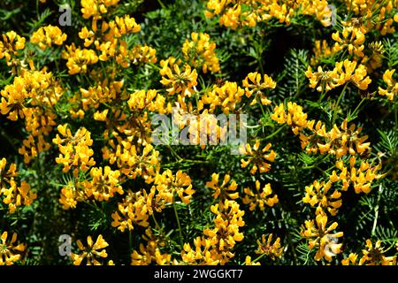 La vesce en fer à cheval des Baléares, violeta de penyal ou herba de cabell d'indi (Hippocrepis balearica) est une plante vivace endémique des îles Baléares et de l'ALAC Banque D'Images