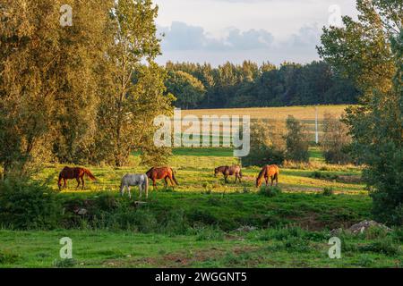 Chevaux qui paissent dans une prairie entourée d'arbres à la lumière d'une fin d'après-midi d'été Banque D'Images