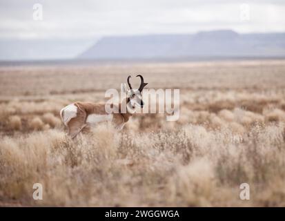 Un pronghorn paît dans les prairies près du parc d'État de Goblin Valley, Utah. Banque D'Images