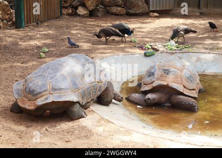 RAMAT GAN, ISRAËL - 25 SEPTEMBRE 2017 : ce sont deux tortues géantes d'Aldabra dans un parc safari. Banque D'Images