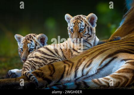 Deux petits tigres de Sibérie assis près de leur mère dans un gros plan captivant Banque D'Images