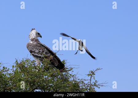 Kampfadler und Waffenkiebitz / Martial Eagle and Blacksmith Lapwing / Polemaetus bellicosus et Vanellus armatus Banque D'Images