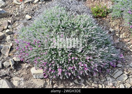 Le thym du chat (Teucrium marum) est un sous-arbuste épineux endémique des îles méditerranéennes occidentales : Majorque, Minorque, Corse et Sardaigne. Cet especimen belon Banque D'Images