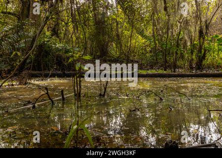 Sanctuaire Turkey Creek Banque D'Images