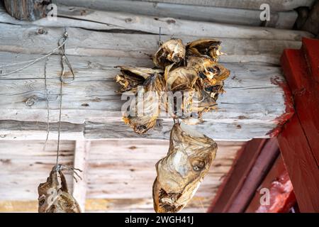 Les poissons séchés sont suspendus au plafond, Un village Lofoten, Norvège Banque D'Images