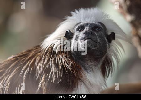 Le tamarin à dessus de coton (Saguinus oedipus), un petit singe. Banque D'Images